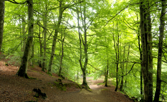green and woodland funerals in Sheffield by Wood funeral directors